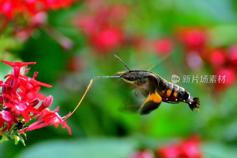 Pentas lanceolata和蜂鸟鹰蛾